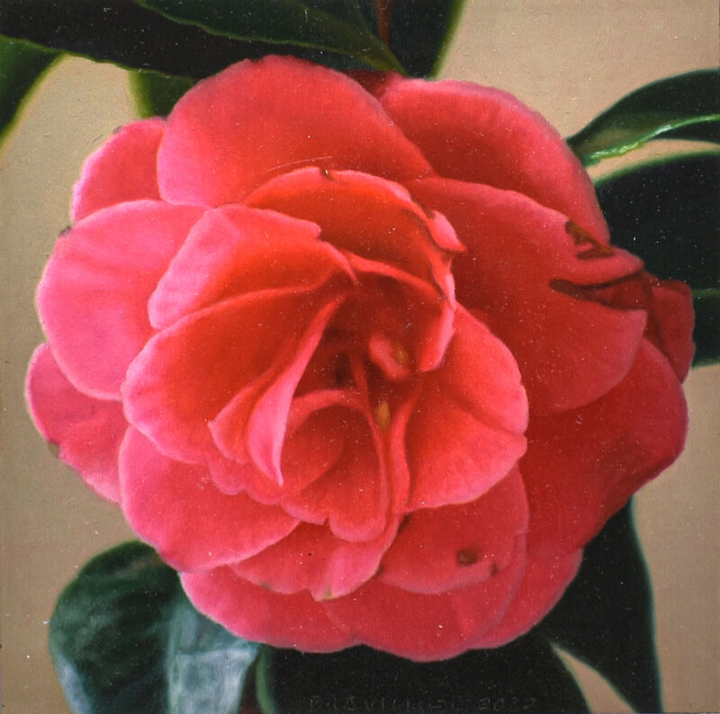 small camellia, 2022