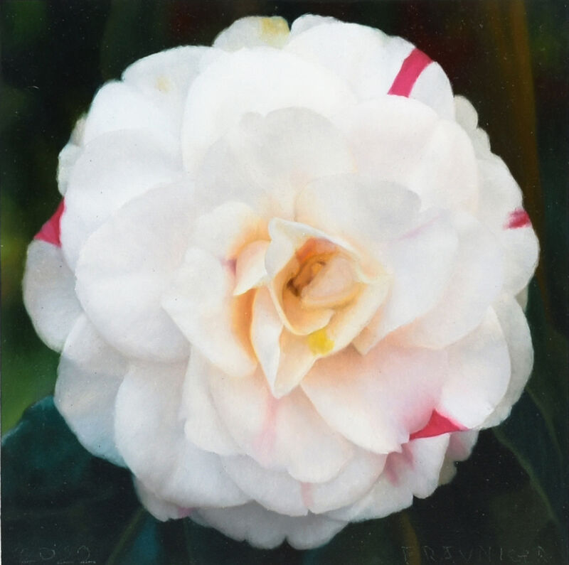 small camellia, 2022